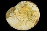 Jurassic Ammonite (Perisphinctes) Fossil - Madagascar #181997-1